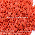 top quality new crop chinese goji berries/wolfberry supplier